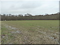 Waterlogged field by Holmbush Plantation in BN5 9SS