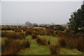 Rough grazing on Wiswell Moor in BB7 9FQ