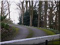 Drive with snowdrops at Temple Farm in GU34 3LR