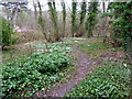 Snowdrops by a woodland path in ME13 7TW