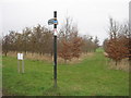 Bridleway and footpath junction near Hammill Road in CT13 0PS