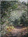 Footpath on Keston Common in BR2 6BN