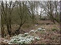 Ellingham, snowdrops in BH24 3PE