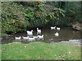 Ducks in Jordan Valley, Boscastle in PL35 0BQ
