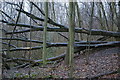 Fallen tree, Cuckoo Wood in BR6 7JL