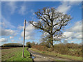 Road junction and fine oak tree in NR20 5BG