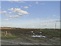 Waterlogged farmland near Saxthorpe in NR11 7BG