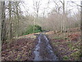 Track in Murdostoun Woods in ML2 9DT