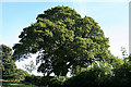 Membury: oak tree in EX14 9AZ