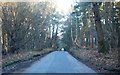 Road through Broadwater Forest in TN3 9JP