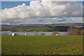 Sheep and Llandegfedd Reservoir in NP4 0TH
