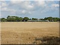 Stubble and greenhouse in Almodington