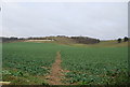 Footpath across a fodder crop field in ME14 3HS