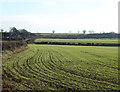2011 : Autumn sown wheat south of the A361 in BA4 4QF