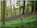 Bluebell wood near Miserden in GL7 7LA