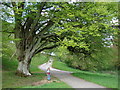 Beech tree in Miserden Park in GL7 7LA