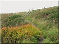 Wooden steps on the Southern Upland Way in DG9 8TD