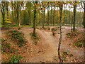 Savernake Forest - Depression in SN8 4ND
