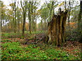 Savernake Forest - Shattered Stump in SN8 4ND