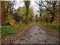 Savernake Forest - Service Road in SN8 3HW