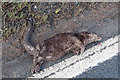 Dead Otter - Victim of the modern world and their own success in CF61 2YS