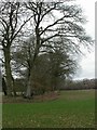 Harbridge Green, line of trees in SP6 3DB