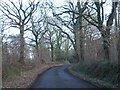 Road through Ashclyst Forest in EX5 3DT