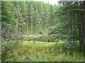 A forest lochan in DD8 4NF