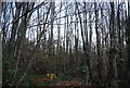 Lower Fullingpits Wood in ME14 5RN