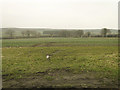 Set-aside and crops and in the distance ... in Bruisyard