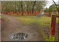 Tracks through Snelsmore Common in RG20 8AL
