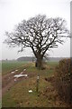 Oak and footpath junction in IP31 3NN