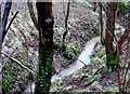 Small stream in the Woods in B62 0EJ