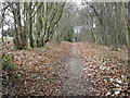 Bridleway, Washers Pit Coppice in DT11 8LH