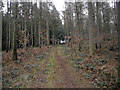 Woodland footpath near the North Worcestershire Way in DY12 1PR