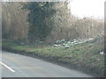 Snowdrops on the roadside bank opposite Tadmarton Lodge in OX15 5TA