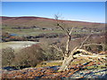 Dead tree and woodland below Stokeld Green in CA8 7NL