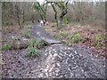 Muddy track in Clanger Wood in BA14 6AG