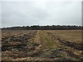 Woodland and former path on Linwood Moss in PA6 7BJ