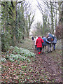 Snowdrops by the footpath in HR9 7TU