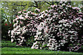 Bowood Estate Rhododendron Walks in SN11 9PG