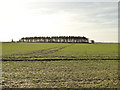 Unnamed copse, from Hungry Hill, near Newton, Norfolk in PE32 2BY