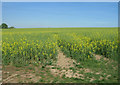 Oilseed Rape - Cliddesden in RG25 2JQ