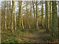 Bean's Wood in TN22 5XU