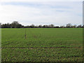 Wood Field/Garden Field in TN22 5XU