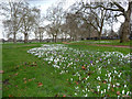 Crocuses in Hyde Park in W1K 6RQ
