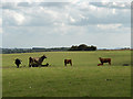 Cattle near Old Warren in OX12 9NN