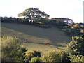 Horse grazing above Shindle Mill in TQ7 1NL