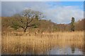 Reed Bed, Coniston Water in LA12 8DW
