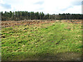 A grassy path in Horsford Woods in NR10 3FB